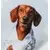 milk/dachshund print 