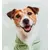 milk/jack russell print 