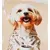 milk/maltipoo print 
